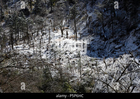 Bäume durch Fahrtwind von Erdrutsch geblasen, folgenden Erdbeben, ghode Tabelle, Langtang Tal, Nepal Stockfoto