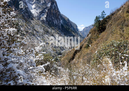 Bäume durch Fahrtwind von Erdrutsch geblasen, folgenden Erdbeben, ghode Tabelle, Langtang Tal, Nepal Stockfoto