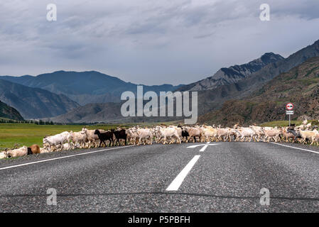 Eine Herde von Weißen und Schwarzen Ziegen grasen in die Berge, Pässe die asphaltierte Straße im Sommer bei bewölktem Himmel Stockfoto