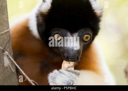 Gekrönt Sifaka, Madagaskar Stockfoto