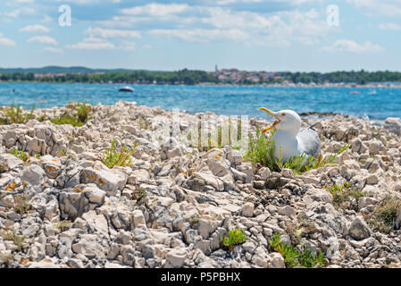 Möwe auf dem felsigen Strand in Istrien, der Kroatischen Küste Stockfoto