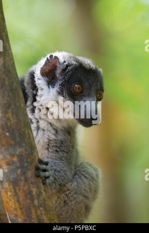 Mongoose lemur, Madagaskar Stockfoto