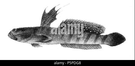 N/A. Die Namen der Arten/Identität notwendig. Die ursprüngliche Platten zeigten die Fische nach rechts und hier gedreht wurden. Boleophthalmus boddaerti. 1878. George Henry Ford (1808 - 1876) Alternative Namen G. H. Ford Beschreibung Künstler Datum der Geburt / Tod 20. Mai 1808 1876 Ort der Geburt / Todes Cape Colony London Authority control: Q VIAF: 317102730 17105498 LCCN: n 2015185868 WorldCat 218 Boleophthalmus boddaerti Ford 65 Stockfoto
