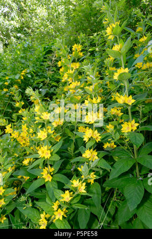 Gepunktete Felberich - Lysimachia punctata Eingebürgerte Gelbe Blume Stockfoto