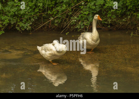 Zwei Höckerschwäne auf dem Fluss Windrush Stockfoto