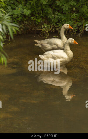 Zwei Höckerschwäne auf dem Fluss Windrush Stockfoto