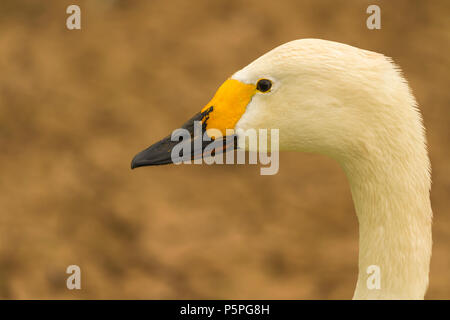 Bewick Schwan an Slimbridge Stockfoto