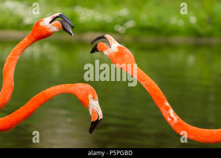 Karibik Flamingos an Slimbridge Stockfoto