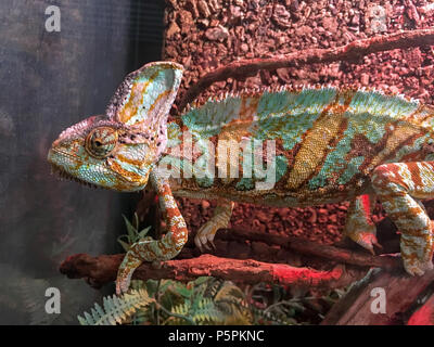 Chamäleon auf dem Stick im Terrarium Stockfoto