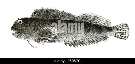 N/A. Die Namen der Arten/Identität notwendig. Die ursprüngliche Platten zeigten die Fische nach rechts und hier gedreht wurden. Blennius steindachneri. 1878. George Henry Ford (1808 - 1876) Alternative Namen G. H. Ford Beschreibung Künstler Datum der Geburt / Tod 20. Mai 1808 1876 Ort der Geburt / Todes Cape Colony London Authority control: Q VIAF: 317102730 17105498 LCCN: n 2015185868 WorldCat 209 Blennius steindachneri Ford 70 Stockfoto