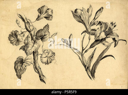 N/A. Blumen (Rankpflanze, Lilie), Lithographie, 19. Jh. 19. Unbekannt 211 Blumen (Rankpflanze, Lilie) ubs G 0263 III 002 Stockfoto