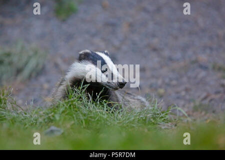 Badger cub im Wald von Dean Stockfoto