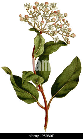 N/A. Englisch: Platte, Viburnum tinus von Curtis's Botanical Magazine, Band 2. Von der ursprünglichen bearbeitet, Bild hat maskiert, so dass die Pflanze Farbe korrigiert unabhängig von Papier werden könnte. 1787. James Sowerby (1757-1822) Alternative Namen Sowerby Beschreibung Illustrator, Naturforscher und Herausgeber der Vater von James de Carle Sowerby, der Vater von George Brettingham sowerby ich Datum der Geburt / Tod 21 März 1757 25. Oktober 1822 Ort der Geburt / Todes Lambeth, London, England Lambeth, London, England arbeiten Ort London, England Authority control: Q 1235813 VIAF: ISNI: 0000 00 61879779 Stockfoto