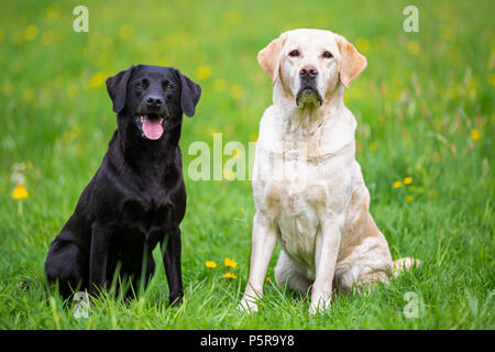 Zwei Labradore sitzt auf einer Wiese, Schwarz und Hell Stockfoto
