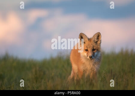 Schöne junge Fuchs auf einem grasbewachsenen Grat. Stockfoto