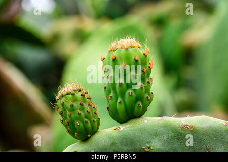 Pricklly Birnen angehende aus flachen Blättern. Stockfoto