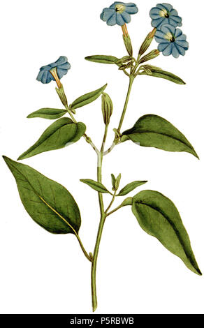 N/A. Englisch: Platte 34, Browallia elata (Browallia americana) von Curtis's Botanical Magazine, Band 1. Von der ursprünglichen bearbeitet, Bild hat maskiert, so dass die Pflanze Farbe korrigiert unabhängig von Papier werden könnte. 1787. James Sowerby (1757-1822) Alternative Namen Sowerby Beschreibung Illustrator, Naturforscher und Herausgeber der Vater von James de Carle Sowerby, der Vater von George Brettingham sowerby ich Datum der Geburt / Tod 21 März 1757 25. Oktober 1822 Ort der Geburt / Todes Lambeth, London, England Lambeth, London, England arbeiten Ort London, England Authority control: Q 1235813 V Stockfoto