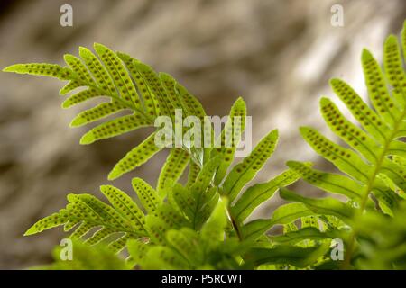 Polipodio (polypodium cambricum). Pas de sa Fesa. Bunyola. Mallorca Illes Balears. España. Stockfoto