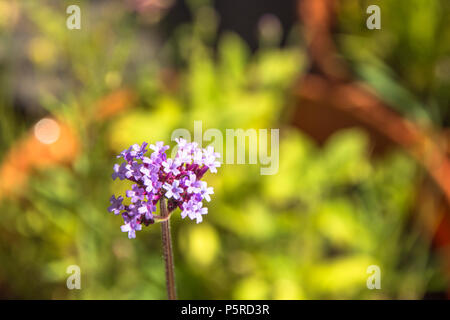 Argentinisches Eisenkraut violett Top. V. Bonariensis ist ein hohes mehrjährig. 5-blättrige, salver geformte Blüten. Sommerblumen, Stauden Stockfoto