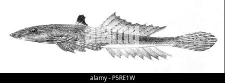 N/A. Die Namen der Arten/Identität notwendig. Die ursprüngliche Platten zeigten die Fische nach rechts und hier gedreht wurden. Callionymus Sagitta (weiblich). 1878. George Henry Ford (1808 - 1876) Alternative Namen G. H. Ford Beschreibung Künstler Datum der Geburt / Tod 20. Mai 1808 1876 Ort der Geburt / Todes Cape Colony London Authority control: Q VIAF: 317102730 17105498 LCCN: n 2015185868 WorldCat 264 Callionymus sagitta f Ford 68 Stockfoto