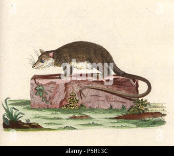 N/A. Caluromys Philander, beschrieben als Didelphis cayopollin, Platte von Johann Christian Daniel von Schreber, Histoire Naturelle des représentés d'après Nature quadrupèdes. Tome III. Le phoque, Le Chien, Le Chat, le Désert, la Loutre, la Marte, l'Ours, le didelphe, la Taupe, la Souris, le Hérisson, à Erlangen, chez Wolfgang Walther, 1780. 1780. Christianus Johann Daniel von Schreber 264 Caluromys philander Schreber Stockfoto