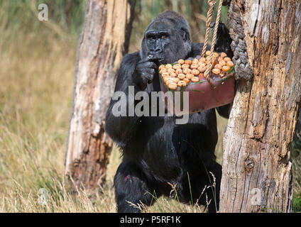 Ein Gorilla kühlt im ZSL London Zoo wie die Sommerhitze weiter. Stockfoto