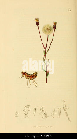 N/A. Englisch: John Curtis britischen Entomologie (1824-1840) Folio 417 Ceratophyllus elongatus elongatus Synonym für Ischnopsyllus des Gelben Bat Floh. Die Pflanze ist erigeron Acer (Blau berufskraut). CURTIS MONTAGEPLATTE ANMERKUNG Entomologische Zeitschrift 1 1833 Art. XLI. - Von der Struktur der Antennen in der Reihenfolge Aphaniptera" von Kirby, mit Bezug auf die Zulässigkeit der Einrichtung von Gattungen auf die Veränderlichkeit dieser Organe. Von J.O. Westwood, Esq., F.L.S. &C. In der 417 Platte von Herr Curtis von British Entomologie für August 1832, eine andere Art der Flohmarkt wurde unter dem Namen Ceratopyllus elo Ill. Stockfoto