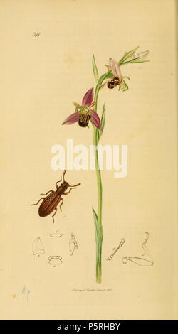 N/A. Englisch: Eine Illustration von der Britischen Entomologie von John Curtis. Coleoptera: Latridius Latridius elongatus (länglich) = Dienerella elongata (Curtis, 1930 nec Gyllenhal, 1827: Beschäftigt) = Dienerella (Cartoderema) vincenti Johnson, 2007. Die Anlage ist ophrys Ophrys apifera (Bee). Vor 1840. John Curtis (1791-1862) Alternative Namen Curtis; J. Curtis Beschreibung britische Entomologe und Illustrator Datum der Geburt / Tod 3 September 1791 6 Oktober 1862 Ort der Geburt / Todes Norwich, Norfolk London Arbeiten Standort London Authority control: Q 327944 VIAF: 53707224 ISNI: 0000 0000 Stockfoto