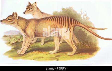 N/A. Thylacinus cynocephalus. John Gould (1804 - 1881) Alternative Namen Gould Beschreibung britischer Zoologe Geburtsdatum / Tod 14. September 1804 vom 2. März 1881 Ort der Geburt / Todes Lyme Regis London Authority control: Q 313787 VIAF: 29597222 ISNI: 0000 0001 2125 9888 ULAN: 500006638 79100355 LCCN: n NLA: 35137514 WorldCat 248 Buidelwolf Stockfoto