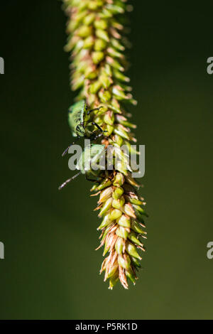 Zwei grüne Schild Bug 3. instar Nymphen (Palomena prasina) auf hängend Segge (Carex pendula) Stockfoto