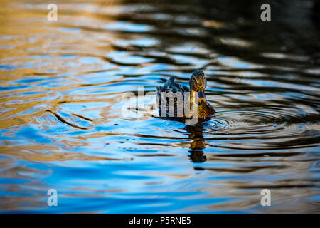 Weibliche stockente Ente schwimmt in einem See in South Park, Sofia, Bulgarien in der Goldenen Stunde Stockfoto