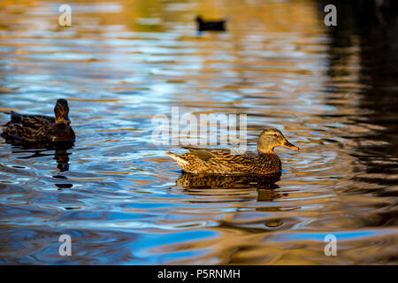 Weibliche stockente Ente schwimmt in einem See in South Park, Sofia, Bulgarien in der Goldenen Stunde Stockfoto