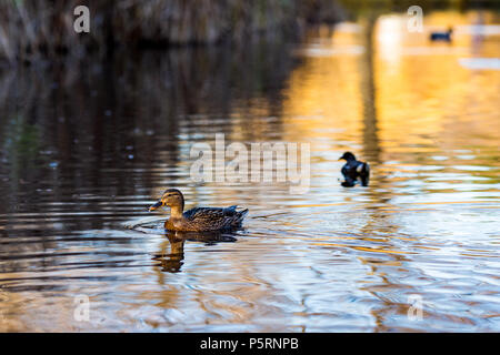 Weibliche stockente Ente schwimmt in einem See in South Park, Sofia, Bulgarien in der Goldenen Stunde Stockfoto