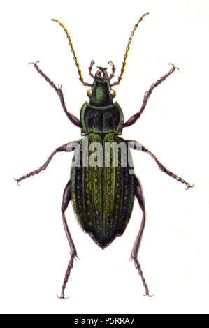 N/A. Carabus clathratus, von der Calwer's Käferbuch, Tabelle 3, Bild 3. Die Taxonomie wurde 2008 aktualisiert, mit meistens die Standorte Fauna Europaea und BioLib. Wenden Sie sich bitte an Sarefo wenn die Bestimmung ist falsch! . 1876. Buch von Carl Gustav Calwer (1821 - 1874) Beschreibung Deutsche Ornithologen und entomologe Geburtsdatum / Tod am 11. November 1821, 19. August 1874 Ort der Geburt / Todes Stuttgarter Mineralbad Berg Authority control: Q 78413 VIAF: 64757747 ISNI: 0000 0001 0980 5317 GND: 116432969 SUDOC: 146603133 Koninklijke: 07228000 X Gustav Jäger (1832 - 1917) Alternative Namen Gustav Jaeger; Gu Stockfoto