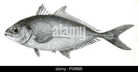 N/A. Die Namen der Arten/Identität notwendig. Die ursprüngliche Platten zeigten die Fische nach rechts und hier gedreht wurden. Caranx djeddaba. 1878. George Henry Ford (1808 - 1876) Alternative Namen G. H. Ford Beschreibung Künstler Datum der Geburt / Tod 20. Mai 1808 1876 Ort der Geburt / Todes Cape Colony London Authority control: Q VIAF: 317102730 17105498 LCCN: n 2015185868 WorldCat 270 Caranx djeddaba Ford 49 Stockfoto