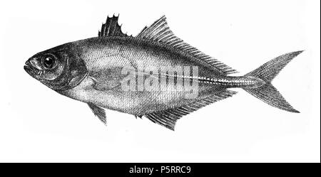 N/A. Die Namen der Arten/Identität notwendig. Die ursprüngliche Platten zeigten die Fische nach rechts und hier gedreht wurden. Caranx nigripinnis. 1878. George Henry Ford (1808 - 1876) Alternative Namen G. H. Ford Beschreibung Künstler Datum der Geburt / Tod 20. Mai 1808 1876 Ort der Geburt / Todes Cape Colony London Authority control: Q VIAF: 317102730 17105498 LCCN: n 2015185868 WorldCat 270 Caranx nigripinnis Ford 51 Stockfoto