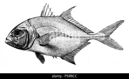 N/A. Die Namen der Arten/Identität notwendig. Die ursprüngliche Platten zeigten die Fische nach rechts und hier gedreht wurden. Caranx sausun. 1878. George Henry Ford (1808 - 1876) Alternative Namen G. H. Ford Beschreibung Künstler Datum der Geburt / Tod 20. Mai 1808 1876 Ort der Geburt / Todes Cape Colony London Authority control: Q VIAF: 317102730 17105498 LCCN: n 2015185868 WorldCat 270 Caranx sausun Ford 50 Stockfoto