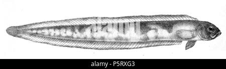 N/A. Die Namen der Arten/Identität notwendig. Die ursprüngliche Platten zeigten die Fische nach rechts und hier gedreht wurden. Cepola abbreviata. 1878. George Henry Ford (1808 - 1876) Alternative Namen G. H. Ford Beschreibung Künstler Datum der Geburt / Tod 20. Mai 1808 1876 Ort der Geburt / Todes Cape Colony London Authority control: Q VIAF: 317102730 17105498 LCCN: n 2015185868 WorldCat 286 Cepola abbreviata Ford 68 Stockfoto