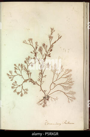 N/A. Latina: Ceramium officinalis Roth; Ceramium rubrum C.Agardh (heterotypicus synonymus) Français: Ceramium rubrum. Bild extraite de Album de plantes Marines naturelles. Herbier d'Algues séchées. Les Algues sind incrustées dans le Papier et collées sur les feuilles par un procédé de séchage et pression. Numérisé Manuscrit de la Bibliothèque municipale de Brest, Frankreich. 1900. Anonym 286 Ceramium officinalis Stockfoto