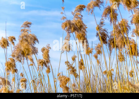 Sonnige detail Shot zeigen einige sere Reed Vegetation vor blauem Himmel Stockfoto