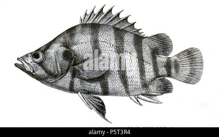 N/A. Die Namen der Arten/Identität notwendig. Die ursprüngliche Platten zeigten die Fische nach rechts und haben hier gedreht wurden. Datnoides polota. 1878. George Henry Ford (1808 - 1876) Alternative Namen G. H. Ford Beschreibung Künstler Datum der Geburt / Tod 20. Mai 1808 1876 Ort der Geburt / Todes Cape Colony London Authority control: Q VIAF: 317102730 17105498 LCCN: n 2015185868 WorldCat 415 Datnoides polota Ford 24. Stockfoto