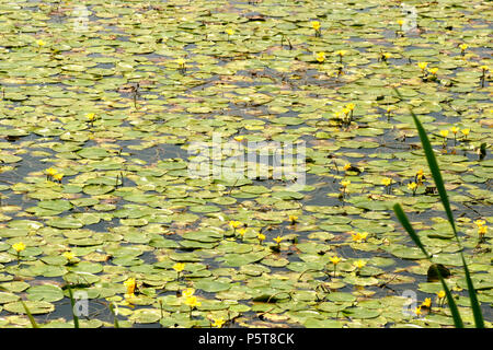 Fransen Seerosen im Teich (nymphoides Peltata) Stockfoto