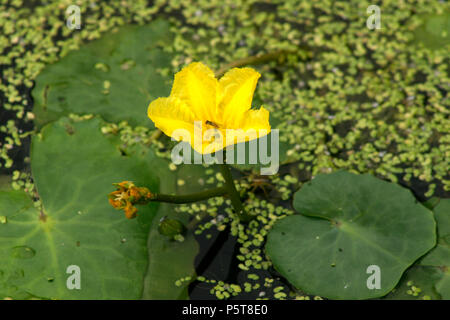 Insekten bestäuben Gelb gesäumten Seerose (nymphoides Peltata) Stockfoto