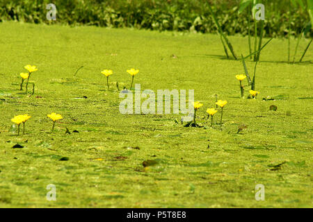 Wasserlinsen und Fransen Seerosen im Teich Stockfoto