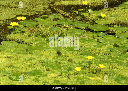 Wasserlinsen und Fransen Seerosen im Teich Stockfoto