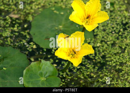 Insekten bestäuben Gelb gesäumten Seerose (nymphoides Peltata) Stockfoto