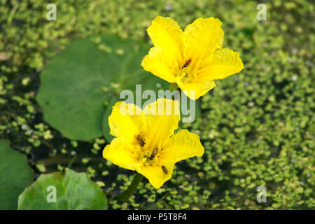 Insekten bestäuben Gelb gesäumten Seerose (nymphoides Peltata) Stockfoto