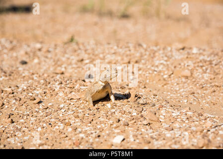 Beschmutzte Kröte - vorangegangen Agama auf Sand in der Nähe Stockfoto