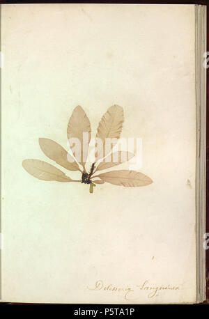 Album de plantes Marines naturelles. Français: Delesseria sanguinea (Hudson) J. V. Lamouroux Français: Les Algues sind incrustées dans le Papier et collées sur les feuilles par un procédé de séchage et Pression dans un emboitage de maroquin Rouge avec encadrement wichtige Le Titre au Plat supérieur et "Plantes marines" au Dos. Les noms scientifiques des algues sind manuscrits Sur Les Planches. Anonym (Autor) 433 Delesseria sanguinea Brest Stockfoto