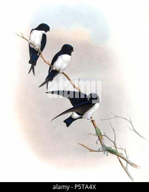 N/A. Englisch: Nepal House Martin (Delichon nipalense) Français: Hirondelle du Népal (Delichon nipalense). Datum unbekannt. John Gould (1804 - 1881) Alternative Namen Gould Beschreibung britischer Zoologe Geburtsdatum / Tod 14. September 1804 vom 2. März 1881 Ort der Geburt / Todes Lyme Regis London Authority control: Q 313787 VIAF: 29597222 ISNI: 0000 0001 2125 9888 ULAN: 500006638 79100355 LCCN: n NLA: 35137514 WorldCat 433 Delichon nipalense Gould Stockfoto